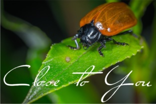 Close to You: The Font That Brings Your Campaigns Closer