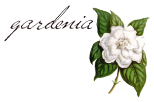 Versitia: A Script Font That Elevates Your Brand’s Visual Story